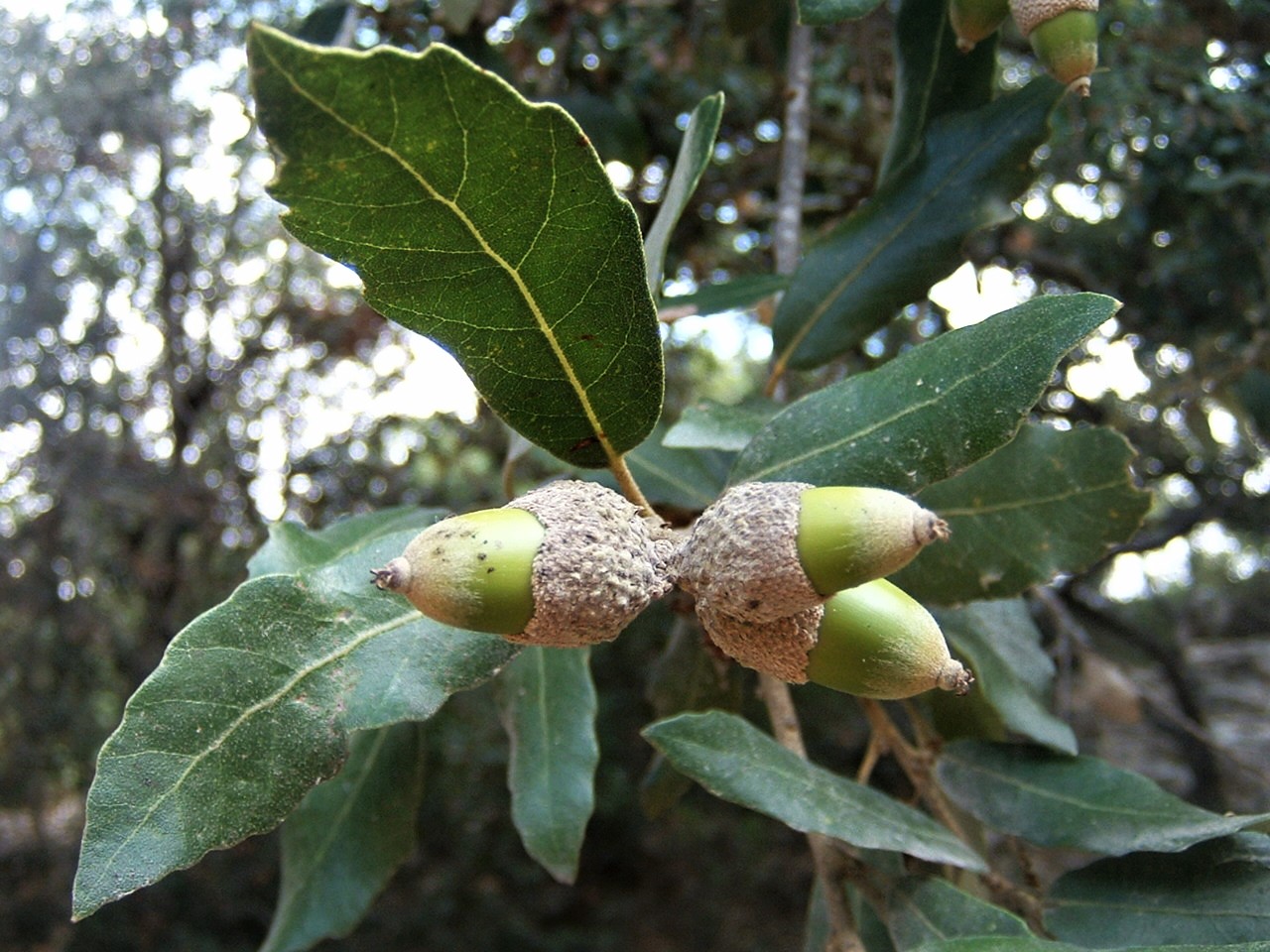 Ġandar tal-Ballut Annalise Falzon