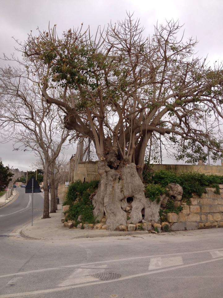 birgu tree at fortini