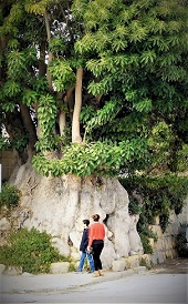 Għeneb id-dieb N0053