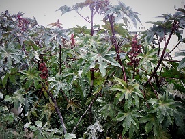 KONICA MINOLTA DIGITAL CAMERA