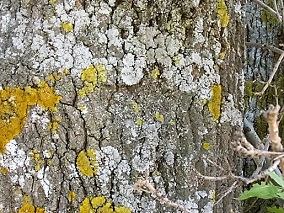 Fraxxnu stifolia.jpg