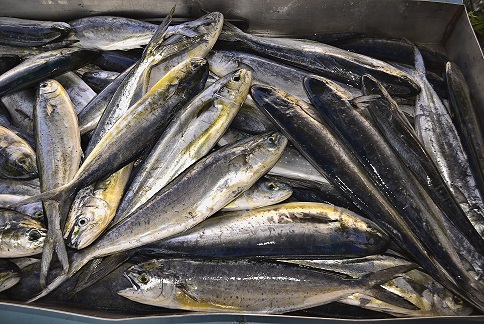 lampukimTA-200909-MXLOKK-06