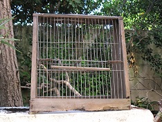 TRABOKK (Raymond Galea).jpg