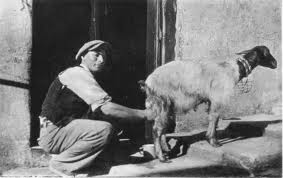 trade goats halib il-moghozages