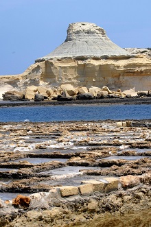 QOLLA S SAFRA - V Biffani (74)