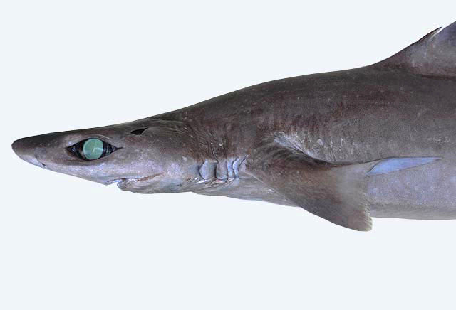 zaghruna Centrophorus_granulosus_SI2