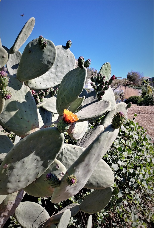 bajtar fjuri 20200524_084659_HDR