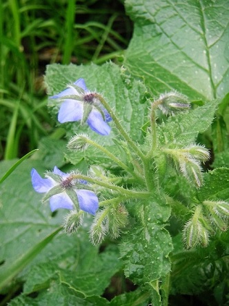 KONICA MINOLTA DIGITAL CAMERA