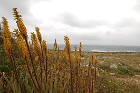 sabbara aloe mta - Vanda Biffani (128)