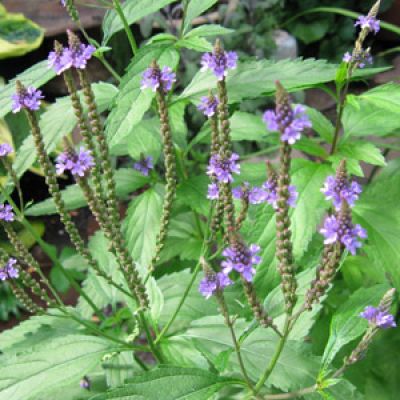 verbena officianalis vervain
