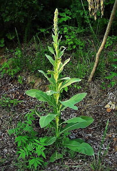 barabbas Verbascum_thapsus_plant