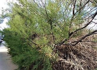 bruka tamarisk 42 - Copy