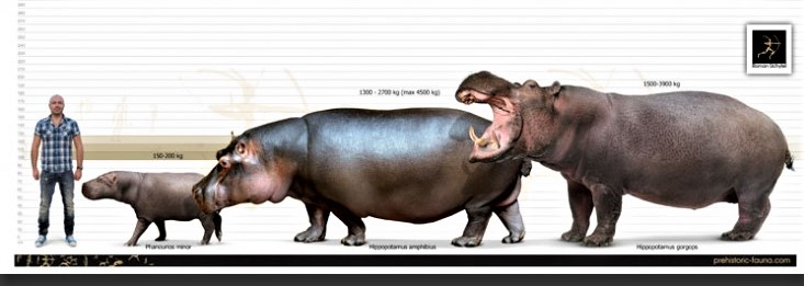 Hippopotamus1-738x591