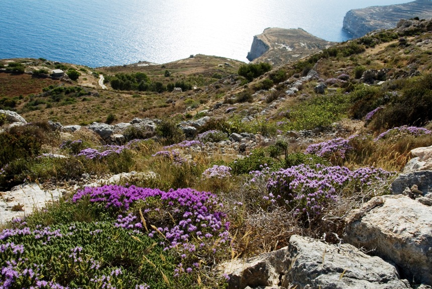 xaghri rdum - MTA - Bruno Vetters (77)