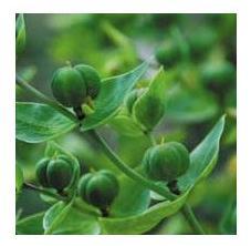 Katakozzla EUPHORBIA_LATHYRIS