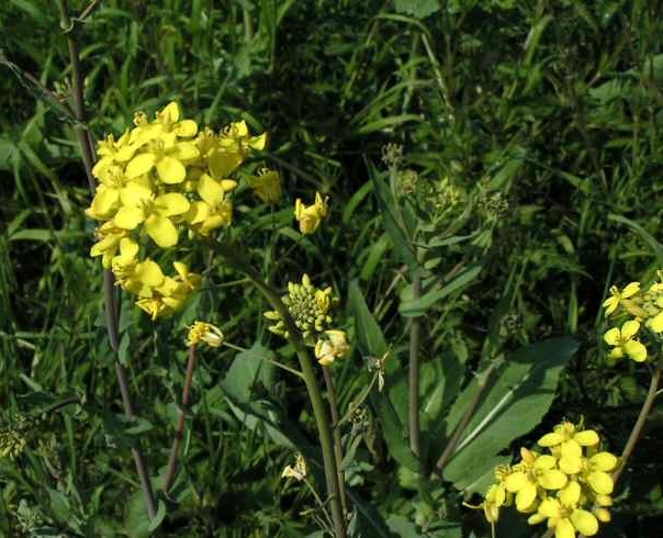 MINOLTA DIGITAL CAMERA