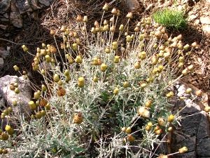 lixka phagnalon rupestre